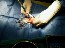Kendallville Animal Clinic